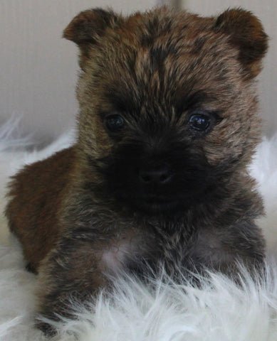 AKC Registered Cairn Terrier For Sale Milersburg OH -Male Cody