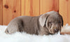 AKC Registered Silver Labrador Retriever For Sale Fredericksburg, OH Male- Billy