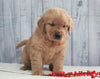 AKC Registered Golden Retriever For Sale Millersburg, OH Male- Omar