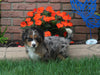 Bernedoodle For Sale Millersburg OH Male-Baxter