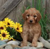 Medium F1BB Goldendoodle For Sale Millersburg OH Male-Denver