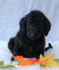 Medium F1B Labradoodle For Sale Millersburg OH Female-Heather
