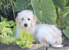 F1B Medium Labradoodle For Sale Millersburg OH Female-Frosty