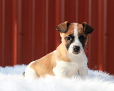 Jack Russell Terrier For Sale Fredericksburg, OH Male- Max