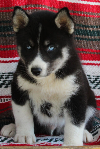 Siberian Husky For Sale Fredericksburg OH Male-Jasper