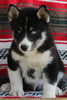 Siberian Husky For Sale Fredericksburg OH Male-Jasper
