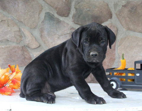 AKC Registered Cane Corso For Sale Wooster OH Male-Dylan