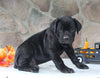 AKC Registered Cane Corso For Sale Wooster OH Male-Dylan
