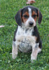 Beagle For Sale Sugarcreek OH Male-Spike