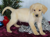 Labrador Retriever Mix For Sale Fredericksburg OH Male-Charles
