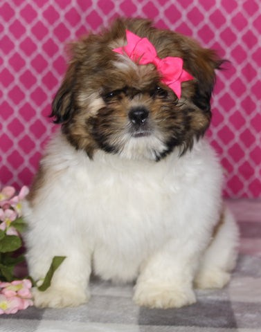ACA Registered Shih Tzu For Sale Millersburg OH Female-Holly- Currently House Training!