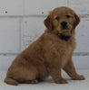 AKC Registered Golden Retriever For Sale Millersburg OH Male-Gunnar