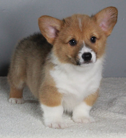 ACA Registered Pembroke Welsh Corgi For Sale Millersburg OH Male-Nicholas