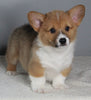 ACA Registered Pembroke Welsh Corgi For Sale Millersburg OH Male-Nicholas