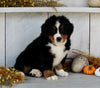 AKC Registered Bernese Mountain Dog For Sale Millersburg OH Male-Rusty