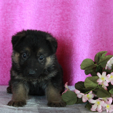 AKC Registered German Shepherd For Sale Millersburg OH Female-Angela
