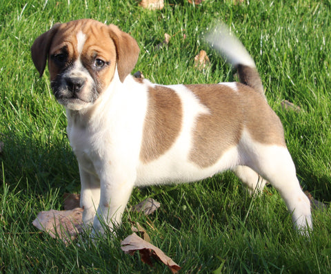 Beagle Mix For Sale Sugarcreek OH Female-Mikayla