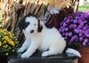 F1B Medium Labradoodle For Sale Millerburg OH Male-Franklin SOLD