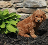 Mini Goldendoodle For Sale Sugarcreek OH Female-Judy