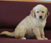 AKC Registered Golden Retriever For Sale Brinkhaven OH Male-Ranger
