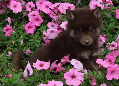 Pomsky For Sale Holmesville OH Male-Lenny