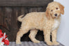 Mini F1BB Labradoodle For Sale Millersburg, OH Female- Zinnia