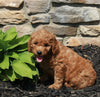 Mini Goldendoodle For Sale Sugarcreek OH Female-Judy
