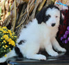 F1B Medium Labradoodle For Sale Millerburg OH Male-Franklin SOLD