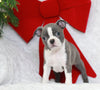 AKC Registered Boston Terrier For Sale Warsaw, OH Female Elsa