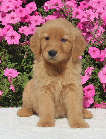 AKC Registered Golden Retriever For Sale Millersburg OH Female-Heather