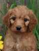 Medium F1BB Goldendoodle For Sale Millersburg OH Male-Denver
