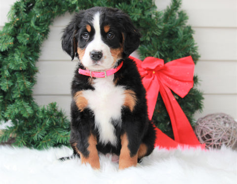 AKC Registered Bernese Mountain Dog For Sale Sugarcreek, OH Female- Sugar