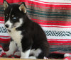 Siberian Husky For Sale Fredericksburg OH Male-Jasper