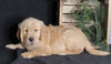 AKC Registered Golden Retriever For Sale Millersburg, OH Male- Ace