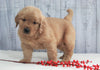 AKC Registered Golden Retriever For Sale Millersburg, OH Male- Omar