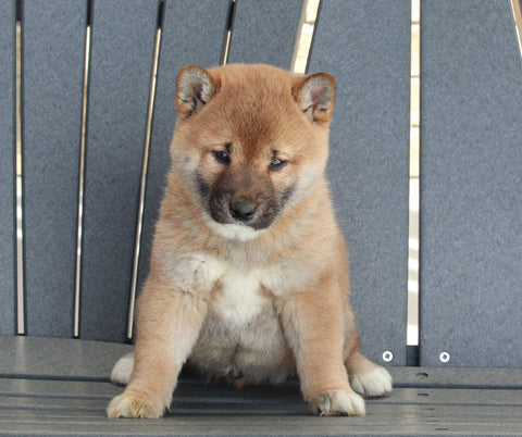 AKC Registered Shiba Inu For Sale Millersburg, OH Male- Alex