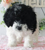 Cockapoo For Sale Holmesville OH Female-Callie