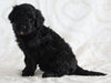 Standard Goldendoodle For Sale Sugarcreek OH Male-Isaac