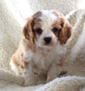 Cavachon For Sale Applecreek OH Male-Prince