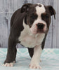 OIEBA Registered Olde English Bulldog For Sale Adamsville, OH Male- Luke
