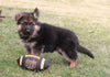 AKC Registered German Shepherd For Sale Millersburg, OH Male- Gunner