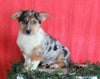 German Shepherd Mix For Sale Millersburg, OH Male- Damaris