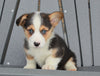 AKC Registered Pembroke Welsh Corgi For Sale Millersburg, OH Male- Cody