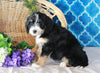 Bernedoodle For Sale Sugarcreek, OH Female- Bailey