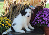 F1B Medium Labradoodle For Sale Millerburg OH Male-Franklin SOLD