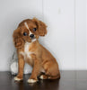 AKC Registered Cavalier King Charles Spaniel For Sale Fredericksburg, OH Female- Cookie