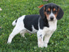 Beagle For Sale Sugarcreek OH Male-Skipper