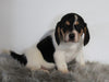 Beagle For Sale Fresno, OH Male- Chester