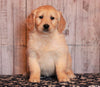 AKC Registered Golden Retriever For Sale Fredericksburg, OH Female-Brittany