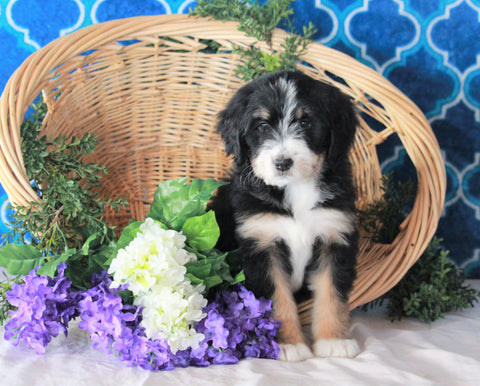 Bernedoodle For Sale Sugarcreek, OH Female- Bailey